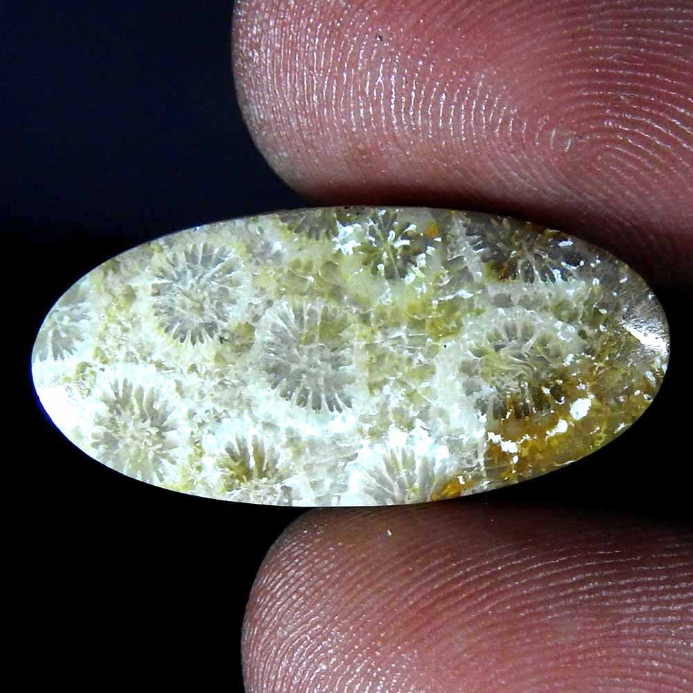 Natural Coral Fossil Pear Cabochon Rare Gemstone 16.15 Ct 26x12x5 mm
