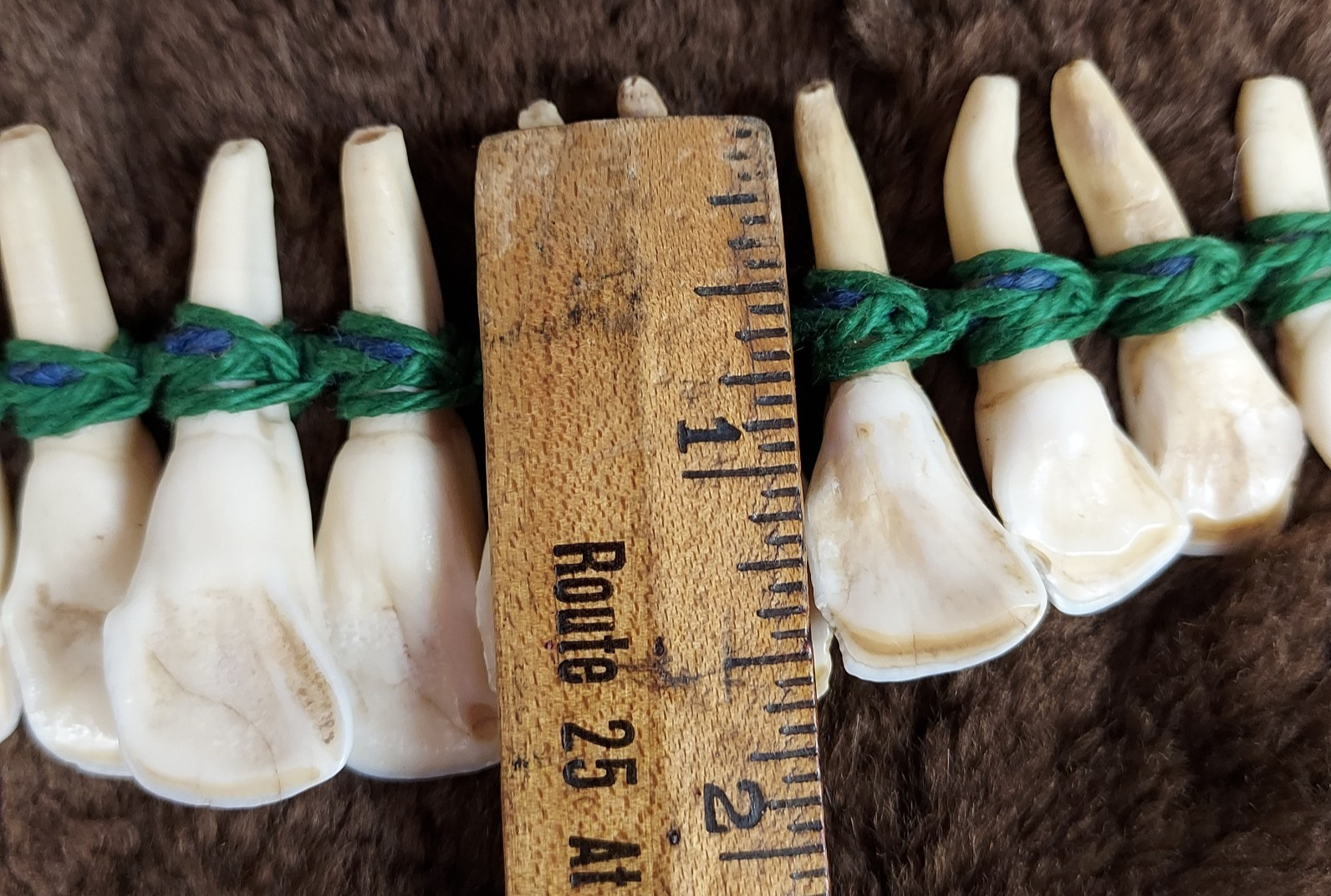 REAL Natural Vintage Tribal Ethnic Necklace Tooth / Unknown Animal TEETH
