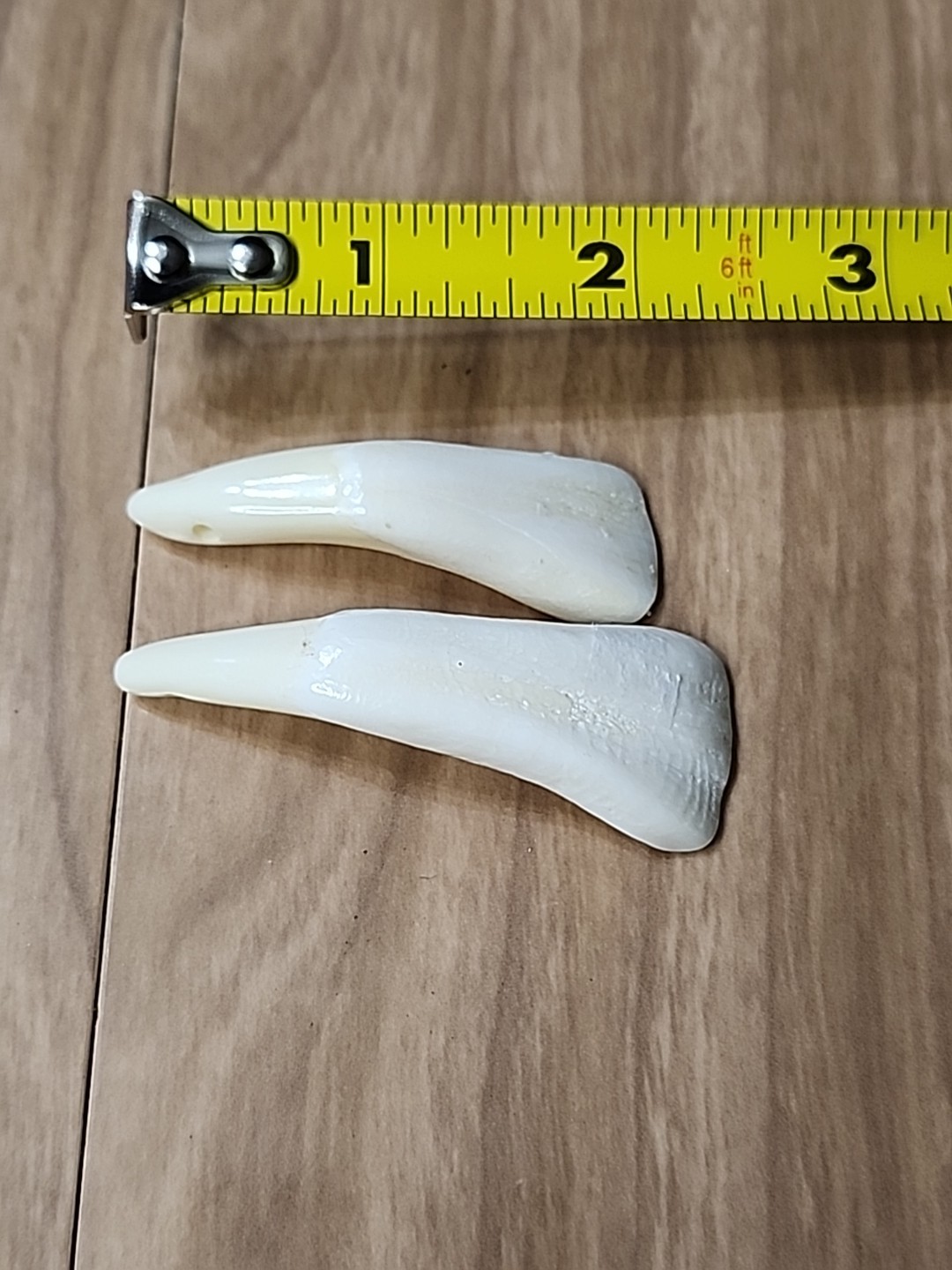 Pair of Genuine Buffalo Teeth Drilled Holes For Jewelry Approximatly 2 Inches