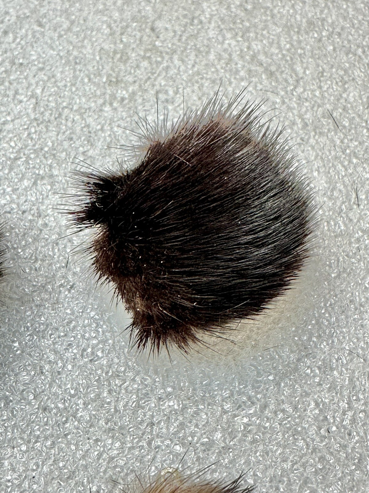 Mink Clip On Poof Earrings Sable & Black