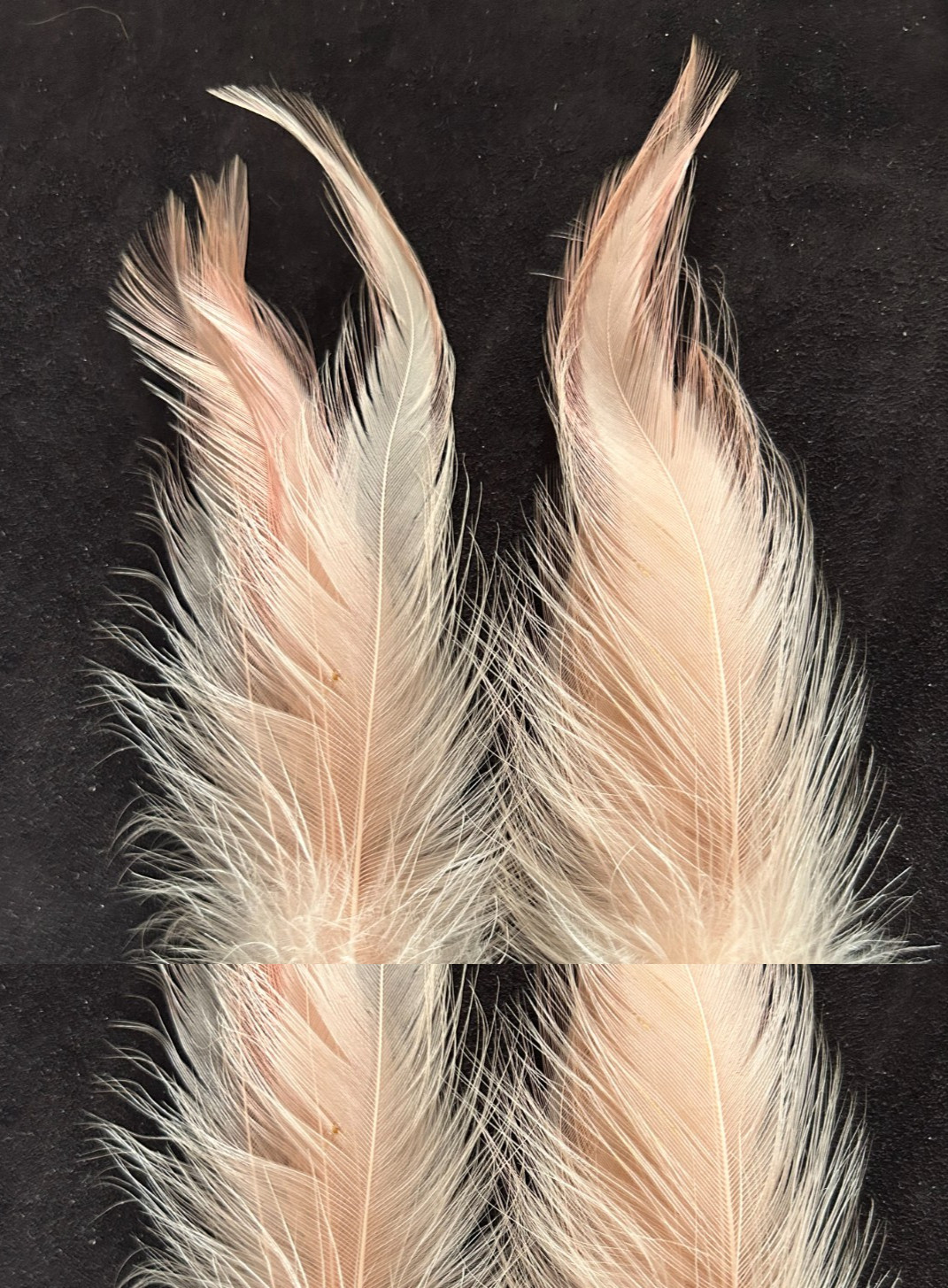 Vintage 1950’s Real Feather Butterfly Pink Special Occasion Earrings Clip-On 6″
