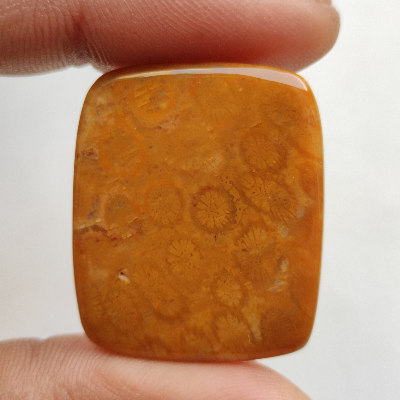 Brown fossil coral flatback cabochon loose fossilized coral handmade stone C5782