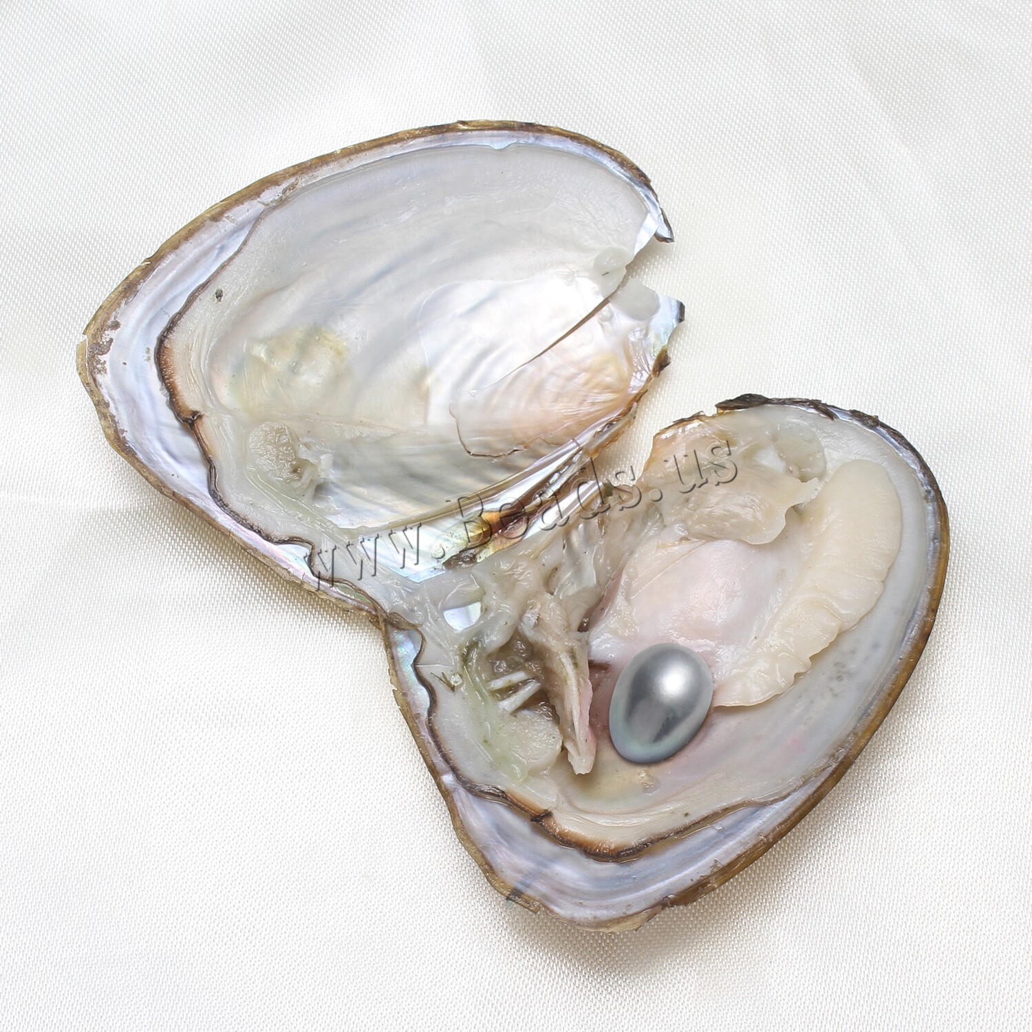 50X Akoya Oysters with Pearls Freshwater Pearl 7-8mm Vacuum Individually Wrapped