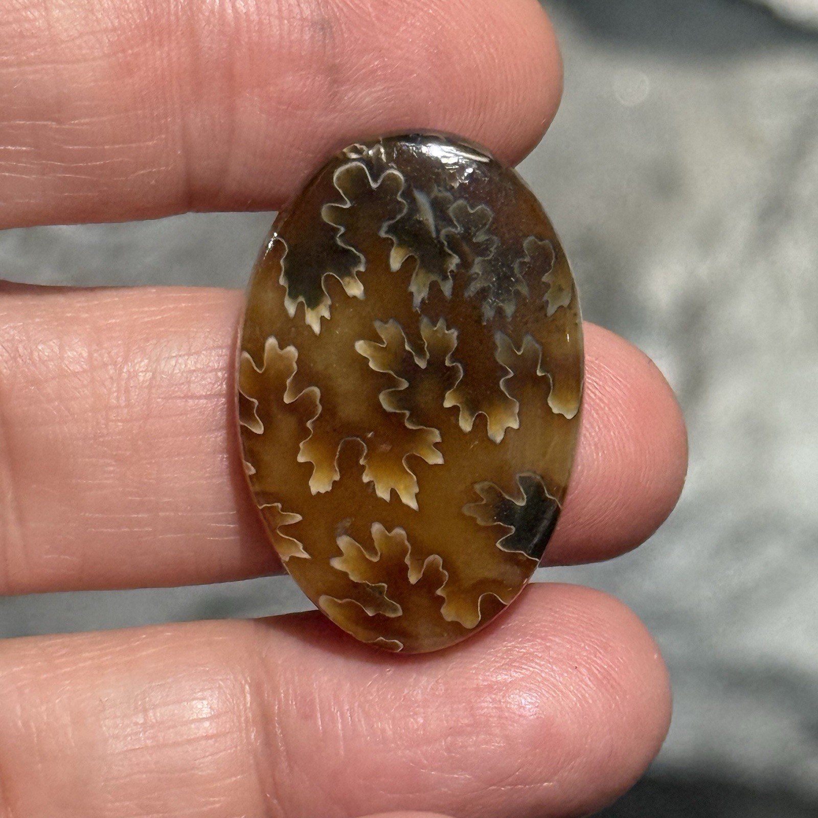 33ct 30×20.6×5.8mm Fine Ammonite Fossil Oval Cabochon Gemstone