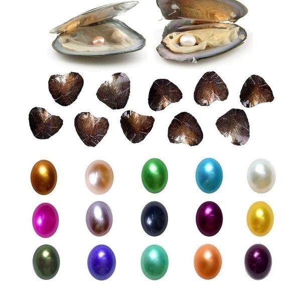 50X Akoya Oysters with Pearls Freshwater Pearl 7-8mm Vacuum Individually Wrapped
