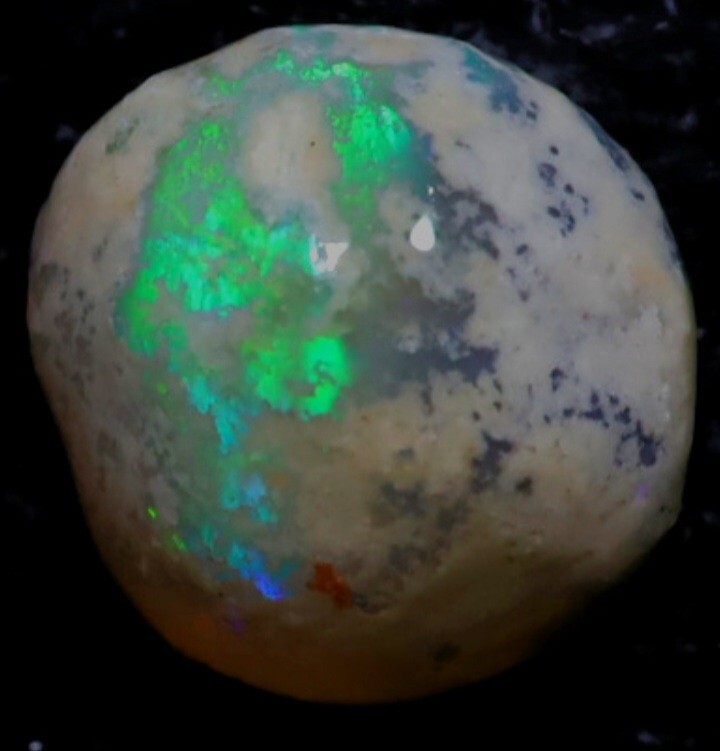 1.54Ct Opalized Yabby Button Fossil Spectacular Piece Lightning Ridge Hyper Rare