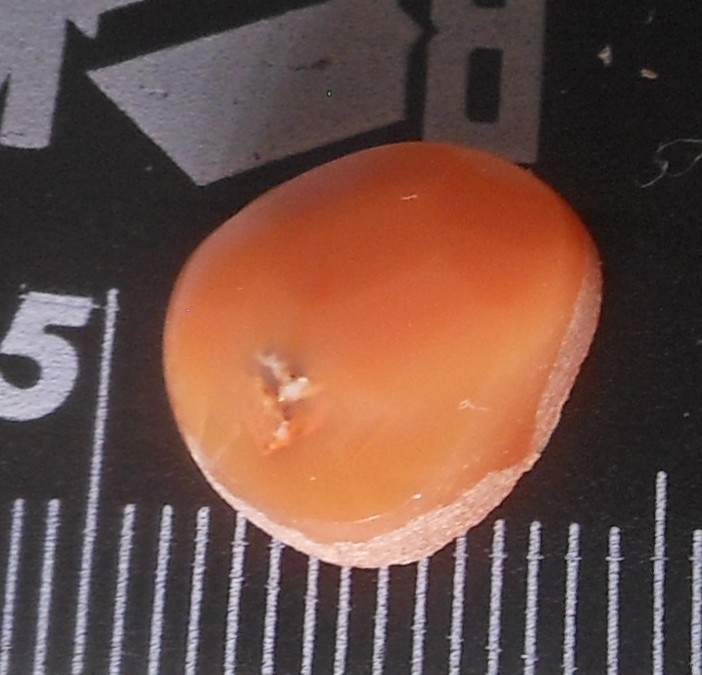 3.40ct Mexican Fire Opal Gemstone 11.7mm x10.2mm x 4.7mm Lovely Cabochon