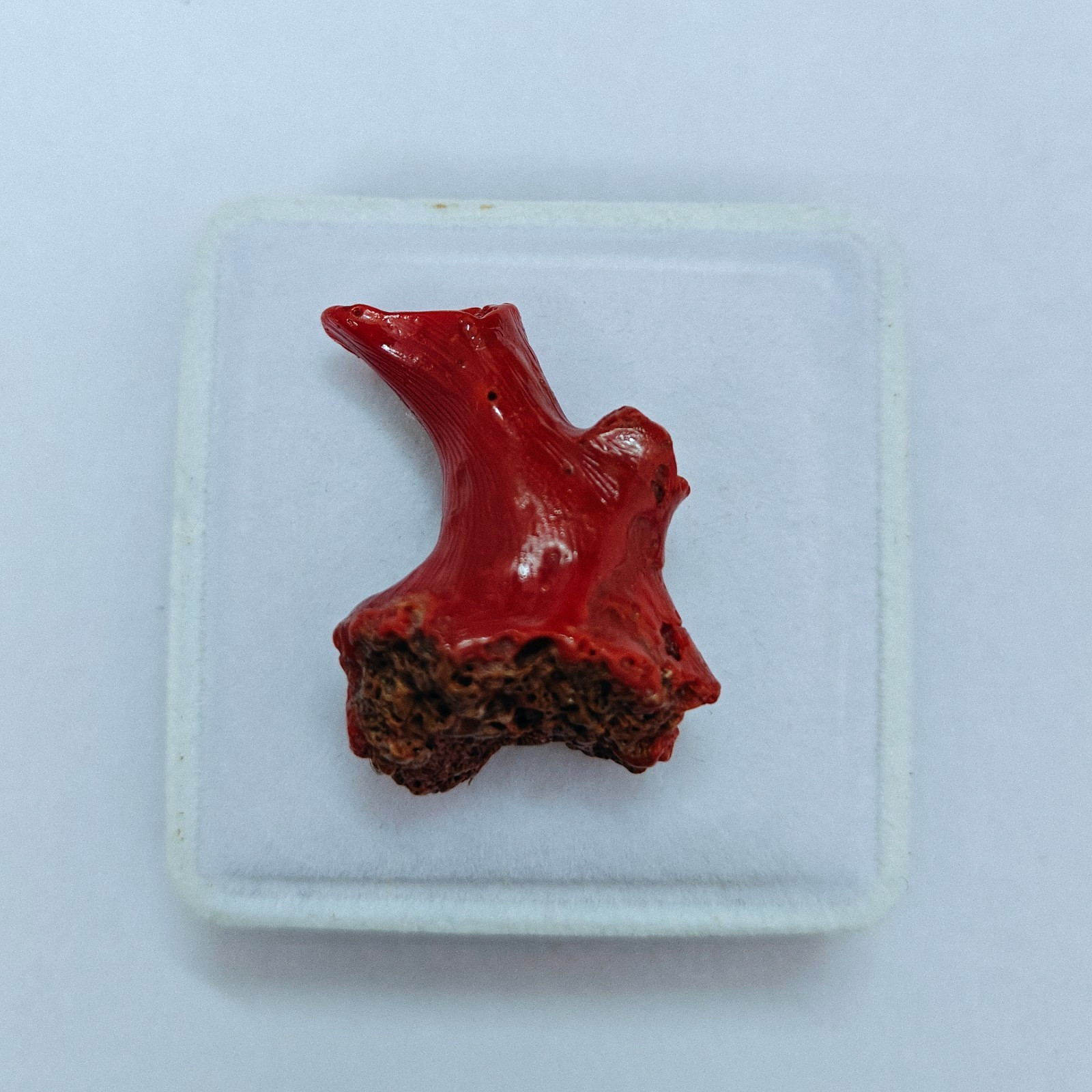 Red Coral Polished Rough Italian Gemstone Loose Sea Reef Coral Collectable 34 Ct