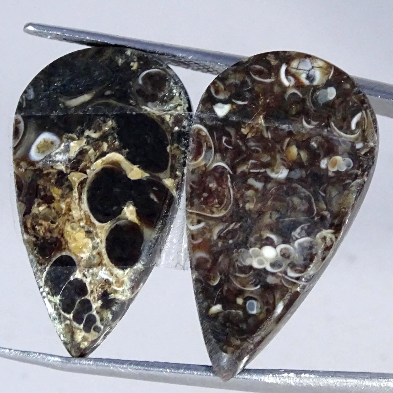 23.10Cts Natural Turritella Agate Fossil Pair Pear Cabochon Gemstone 14X25X4MM