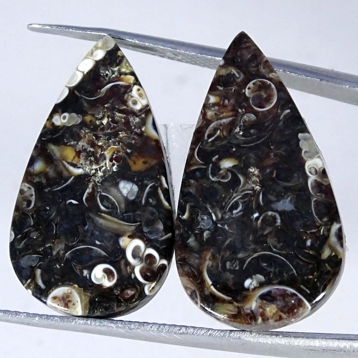 23.10Cts Natural Turritella Agate Fossil Pair Pear Cabochon Gemstone 14X25X4MM