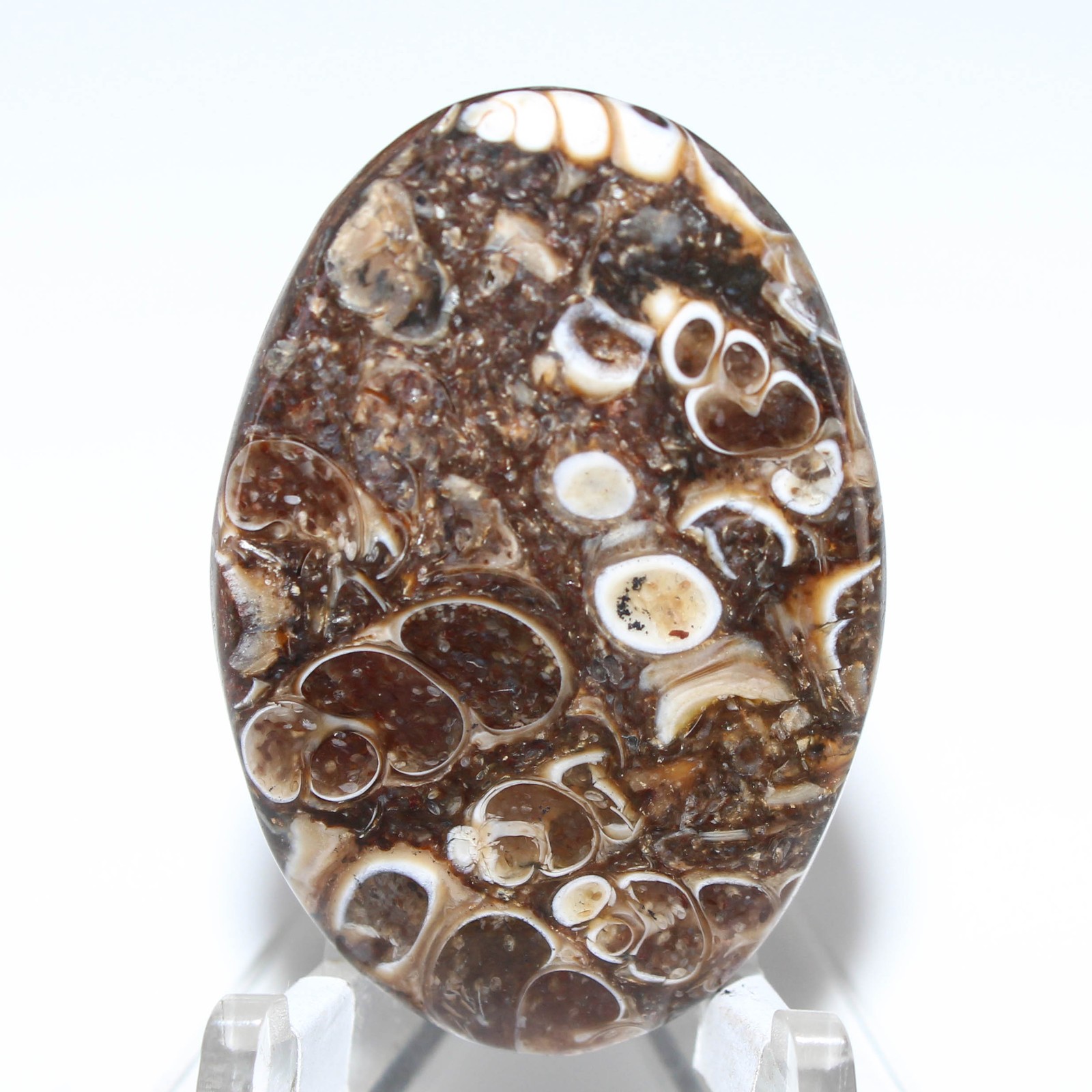 32.60 Ct. AA Turritella Agate Oval Cabochon Loose Gemstone 37x25x4 mm