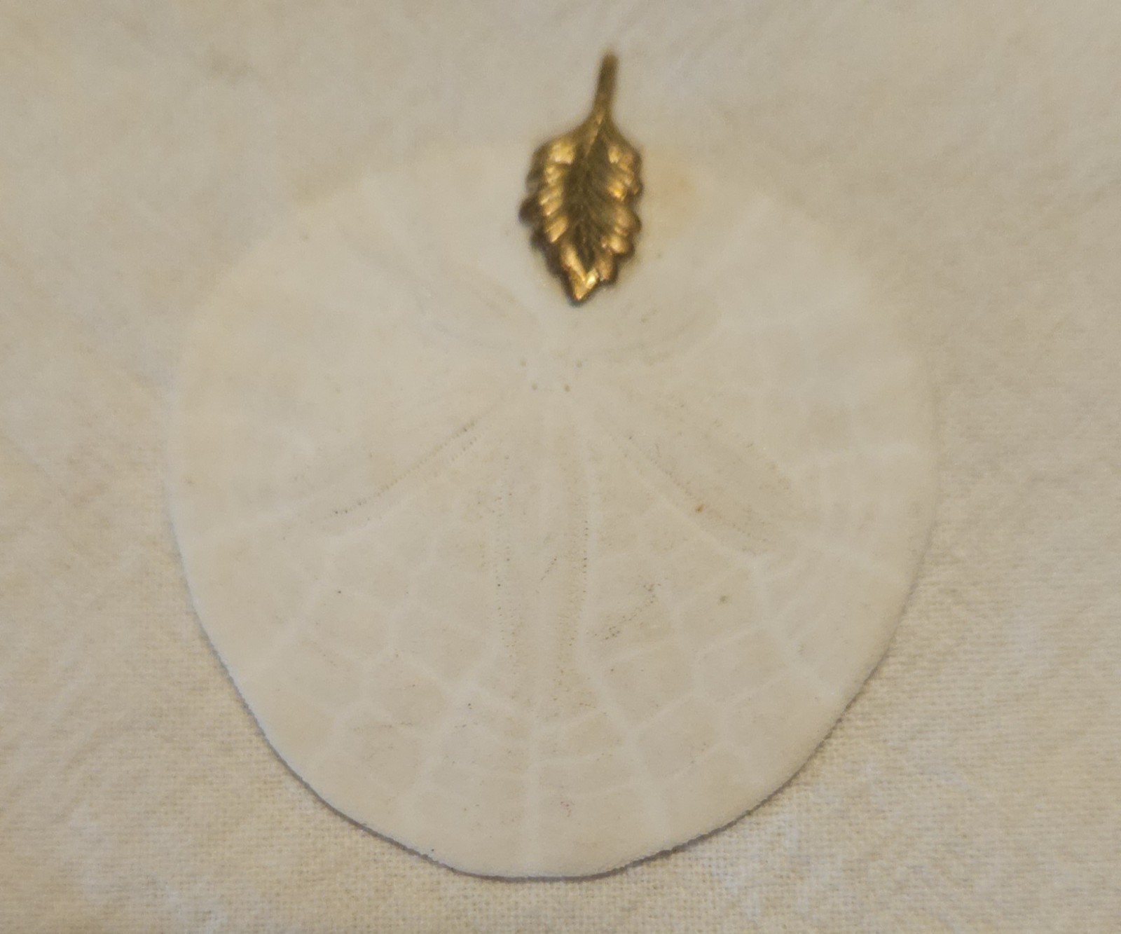 Real Sand Dollar Necklace Pendant Beach Coastal