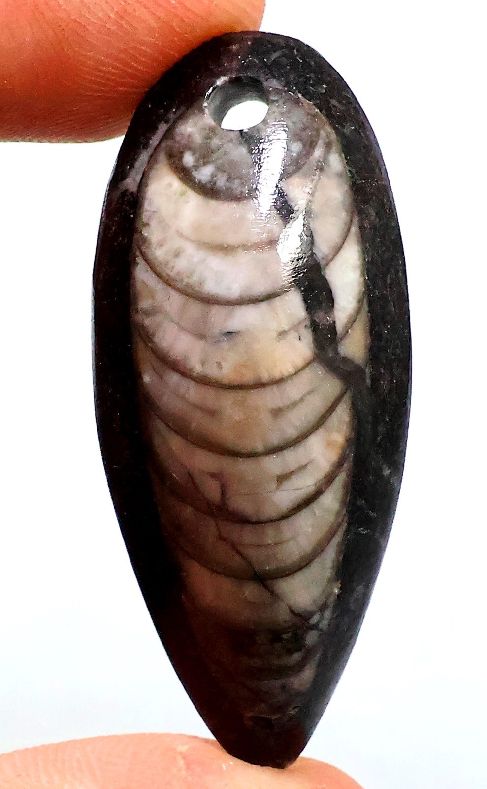 53 Ct 11X18X44 mm Natural Orthoceras Fossil Pear Cabochon Drill Gemstone HB-453