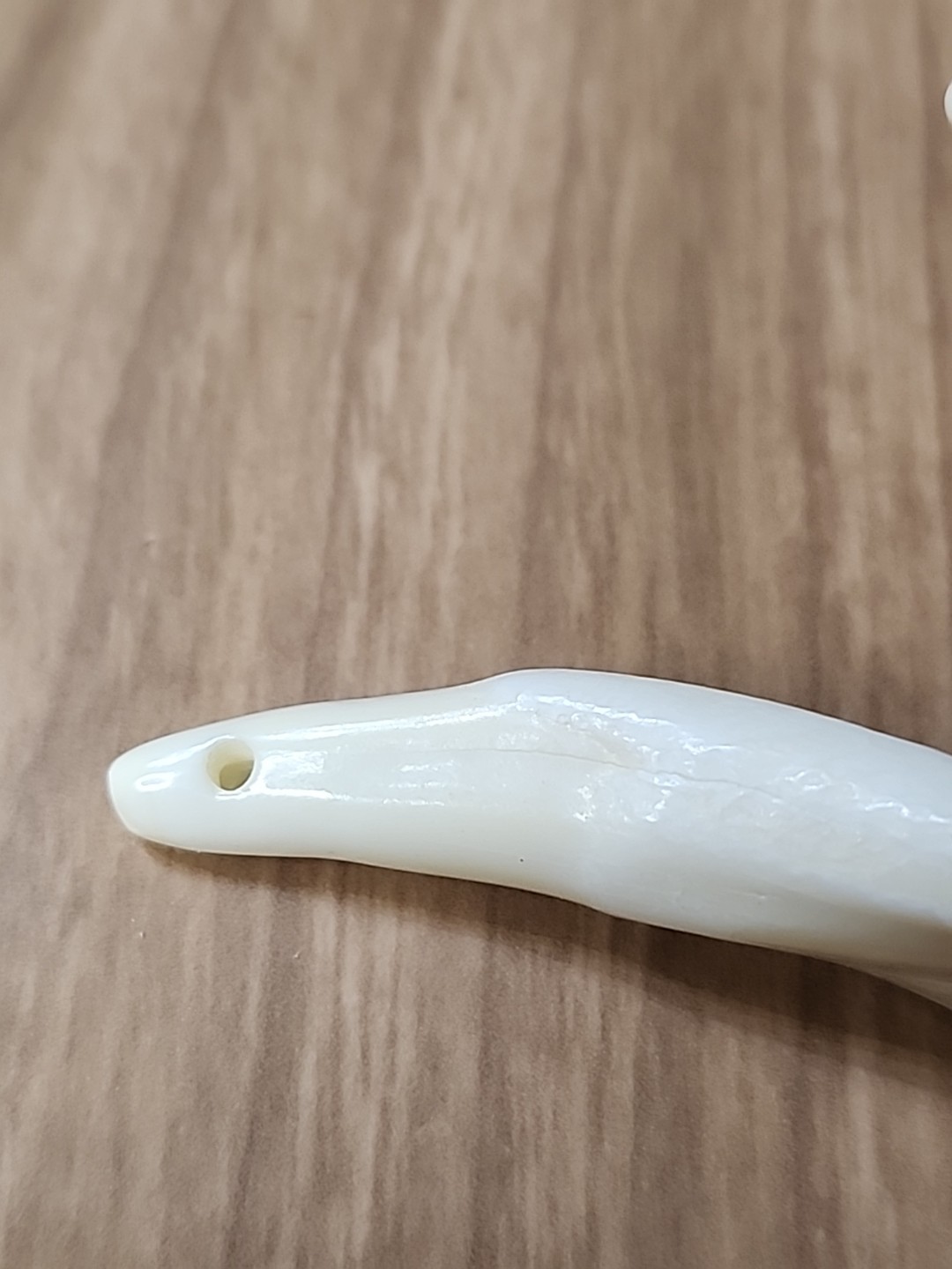 Pair of Genuine Buffalo Teeth Drilled Holes For Jewelry Approximatly 2 Inches
