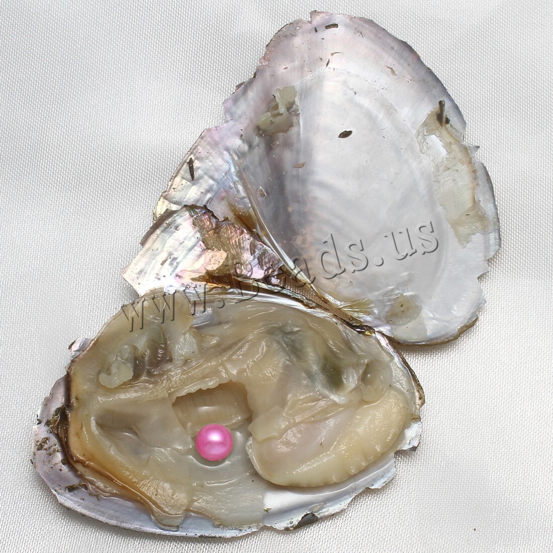 Real Pearl Bulk w/Large Pearls 10PCS Bulk Natural Freshwater Akoya Pearl Oysters