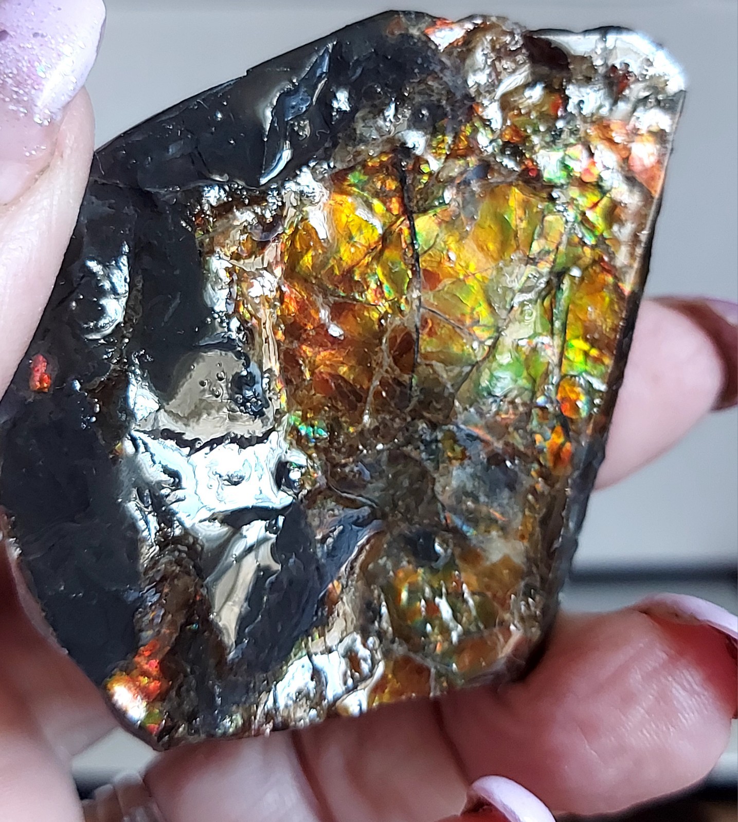 Ammolite Ammonite tabletop Display Piece 51×53.2×14.7mm 3186
