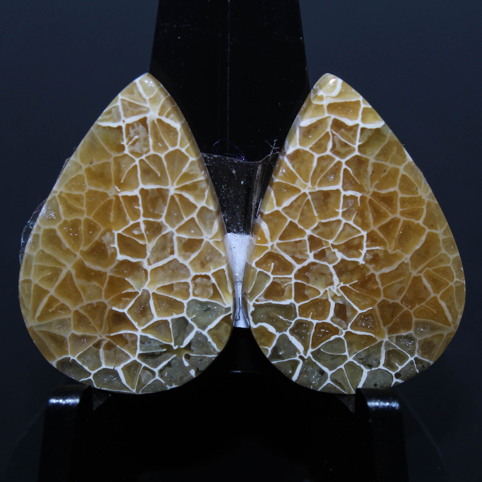 25.60 Ct. Top Fossil Coral Pair Pear Cabochon Loose Gemstone 22x15x5 mm