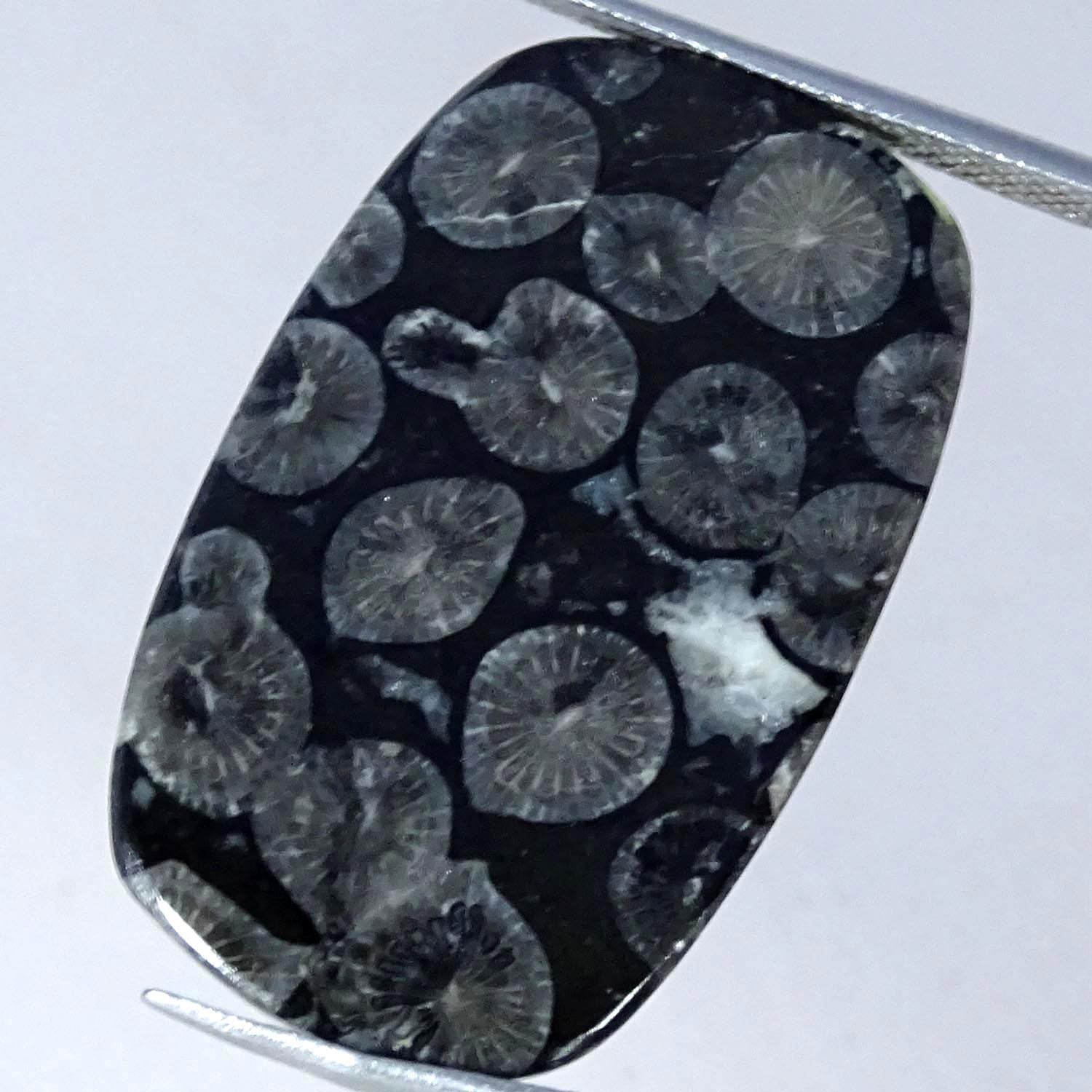23.10Cts. Natural Black Fossil Coral Cushion Cabochon Gemstone 19X32X3MM