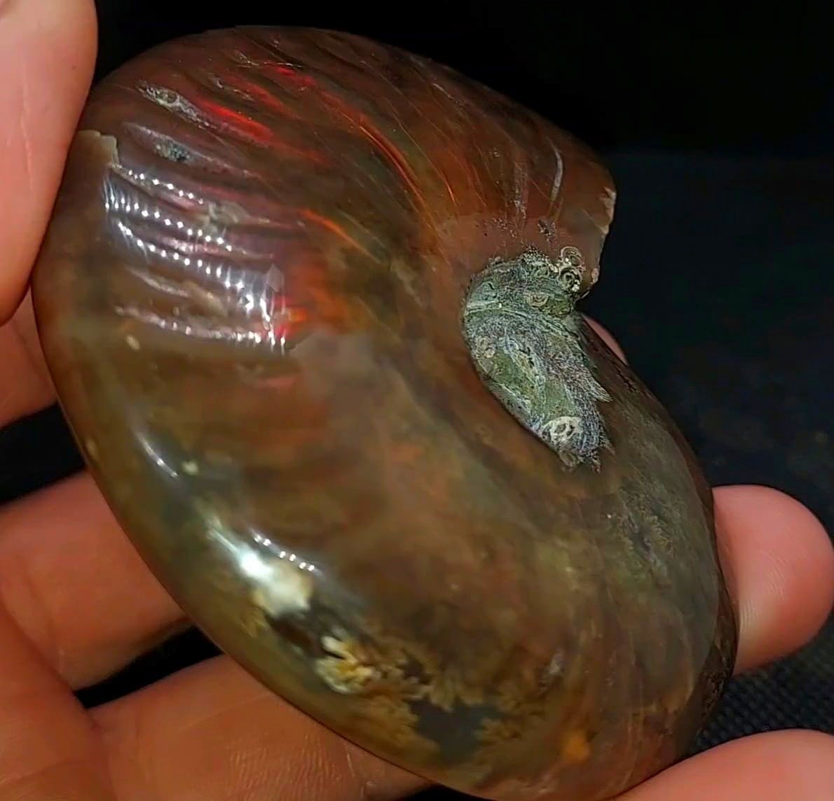 Huge 885ct Opalized Ammonite Natural Ammolite Specimen Fossil fossilized Luck
