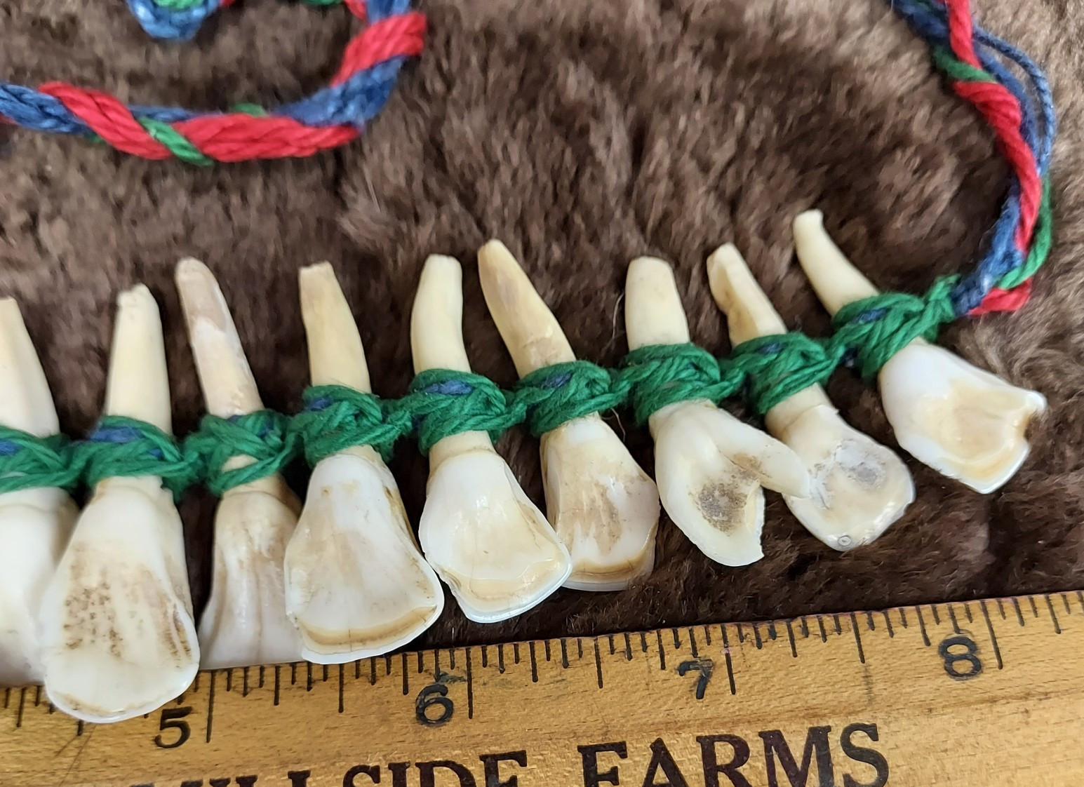 REAL Natural Vintage Tribal Ethnic Necklace Tooth / Unknown Animal TEETH