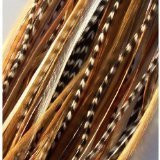 Feather Hair Extensions 6 Feathers 4-7 Natural Mix Ginger with Beige and Grizzly