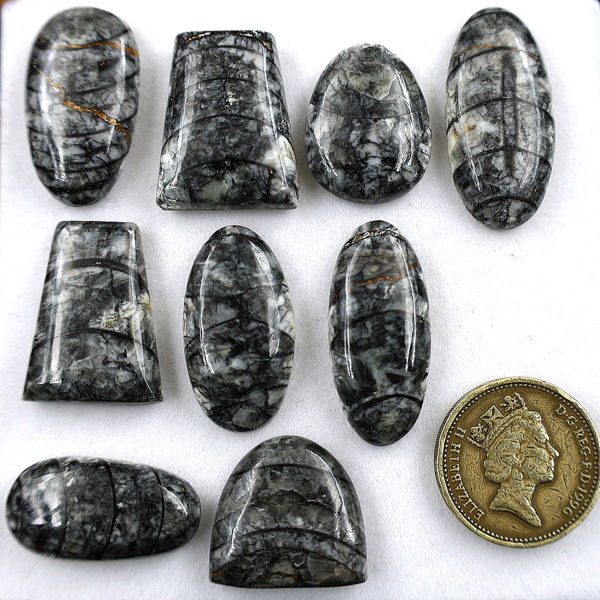 9 PC Natural Orthoceras Fossil Cabochon 19.5mm-32.4mm High Quality Gemstones Lot