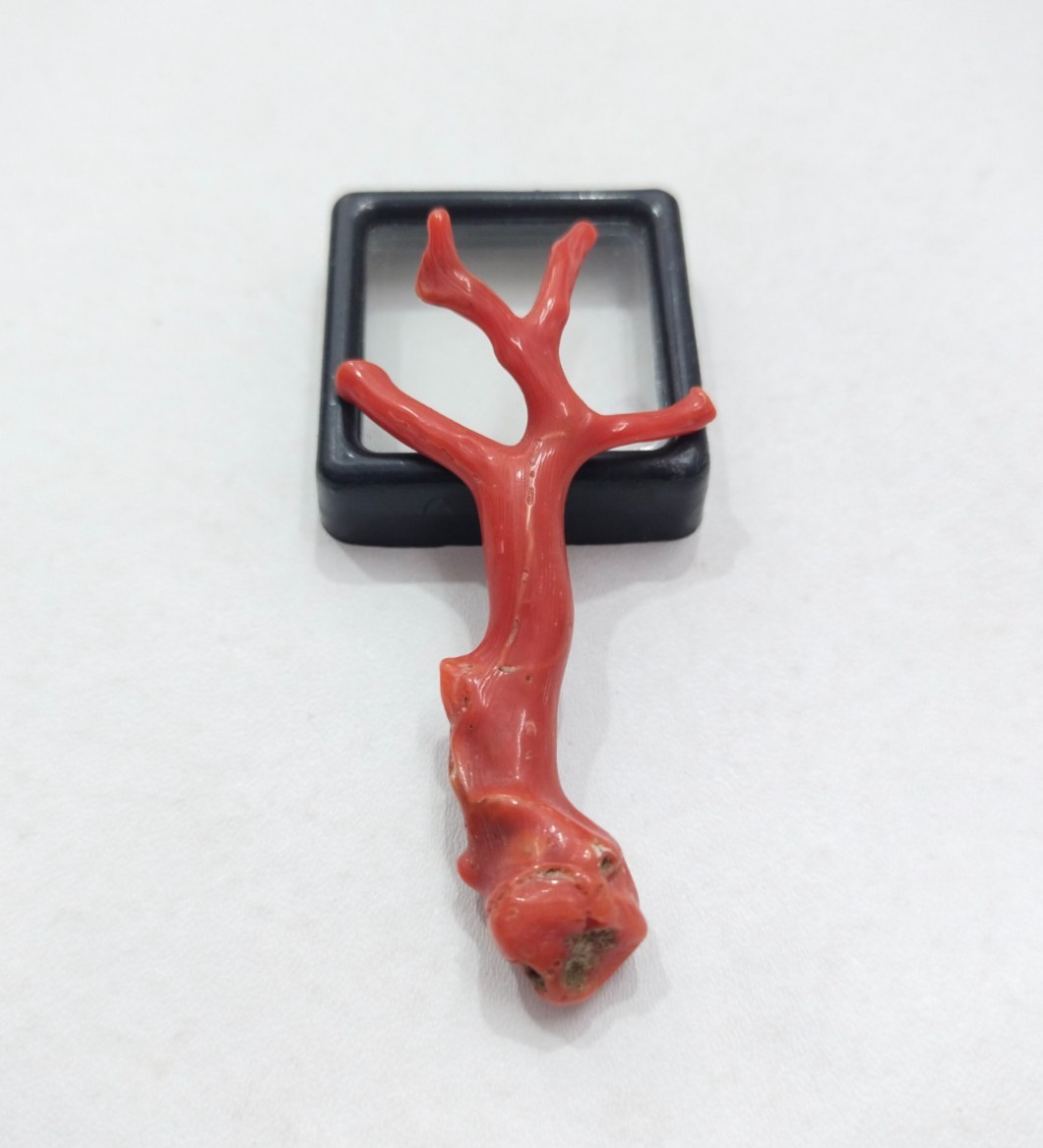 Genuine Undyed Red Coral Branch Gemstone, Italian Reef Coral for Jewelry Making