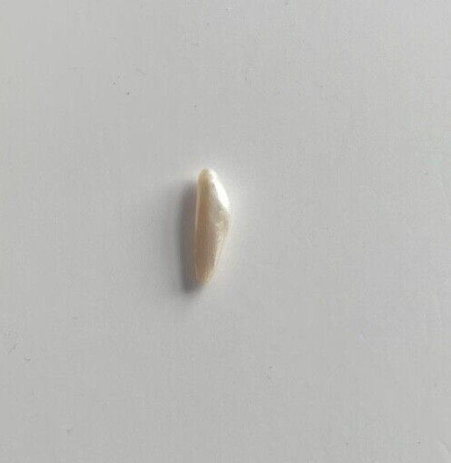ONE 2.80 CTS RARE VINTAGE WHITE SPIKE NATURAL MISSISSIPPI RIVER UNCULTURED PEARL