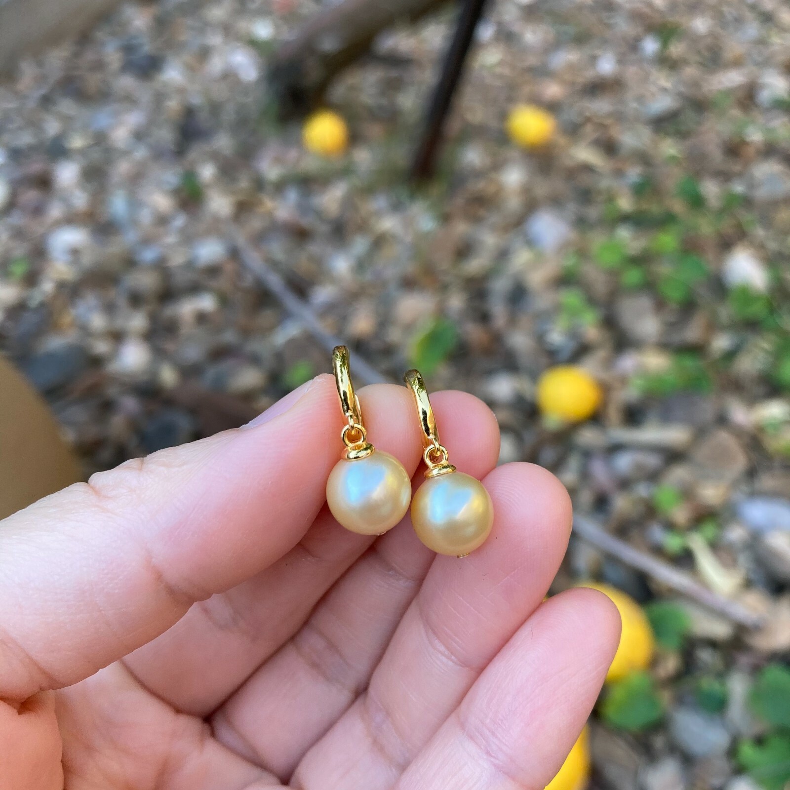 High luster 9~9.5mm Australia seawater light gold Pearl silver S925 Earring #243