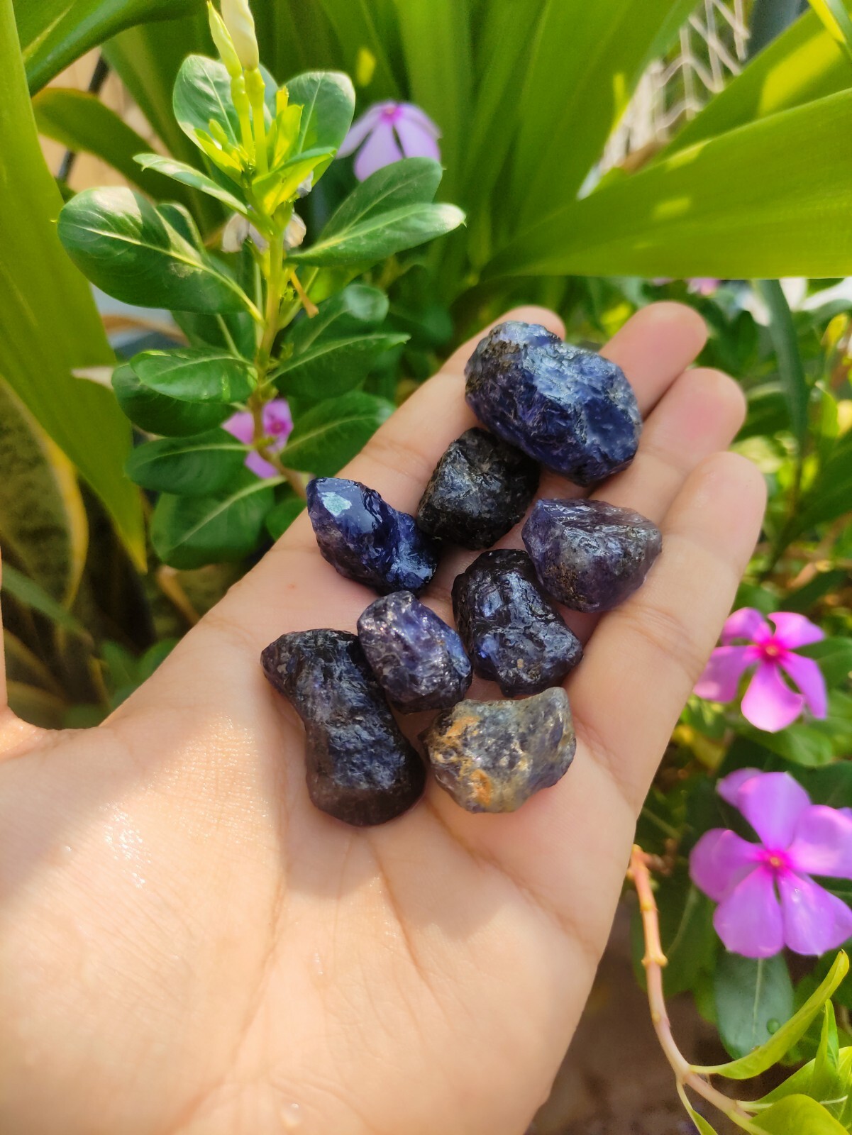 Large Iolite Chunks – Raw and Stunning