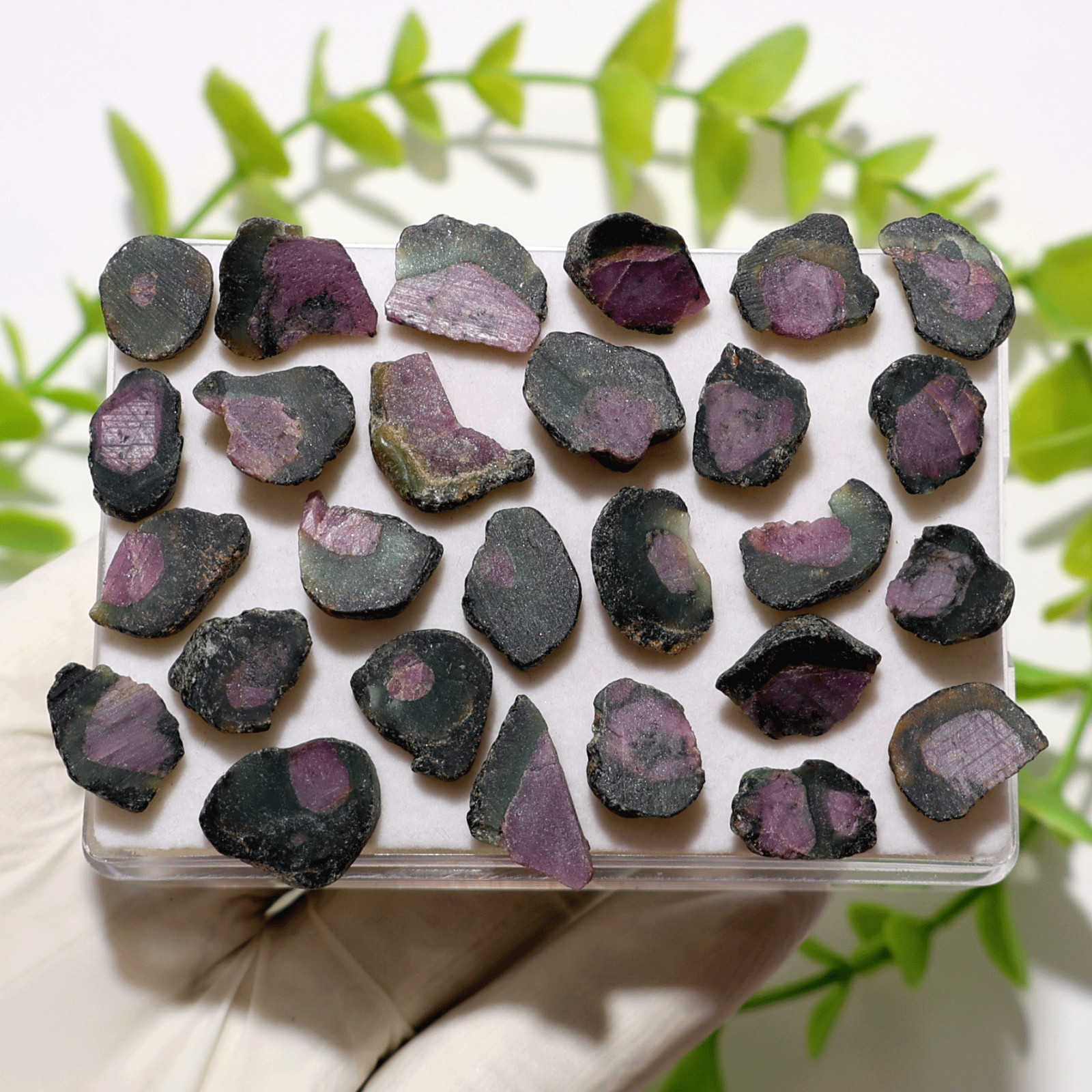 27 PC Natural Watermelon Ruby Untreated 11.5mm-17.4mm Rough Loose Gemstones Lot