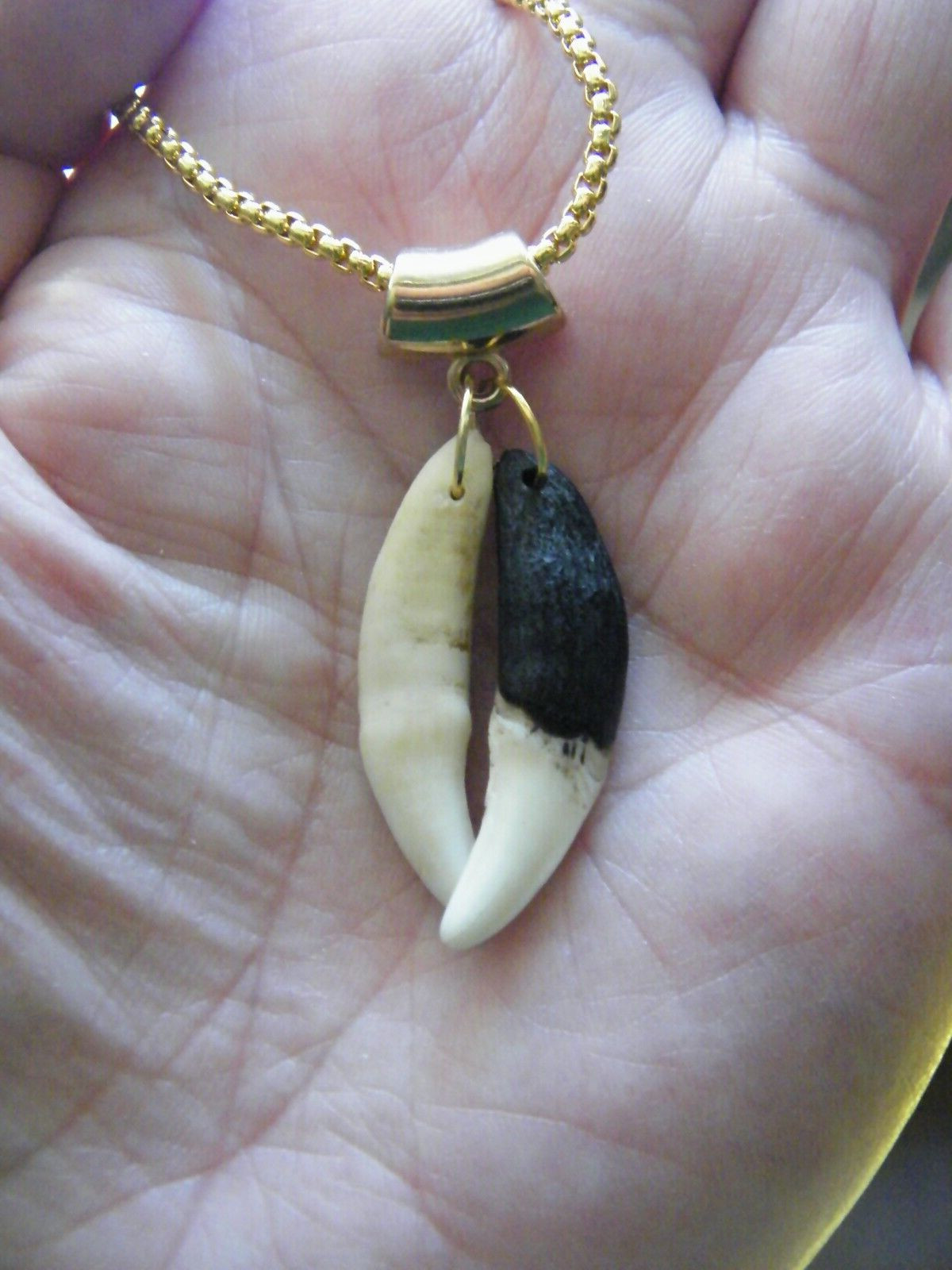 2 COYOTE Tooth Necklace 1 Brown 1 White 1 1/2″ Teeth 18kt GP Chain 22″ NEW!