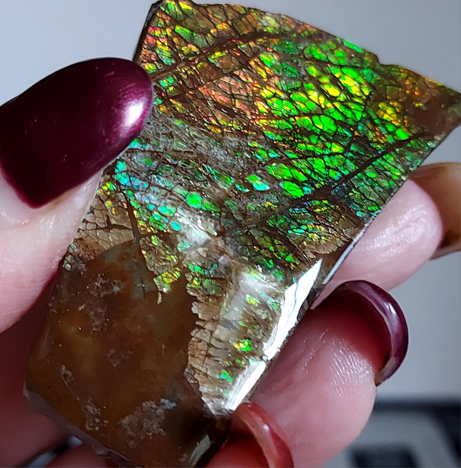 Ammolite Ammonite tabletop Display Piece 57.5x38x10.2mm 19232
