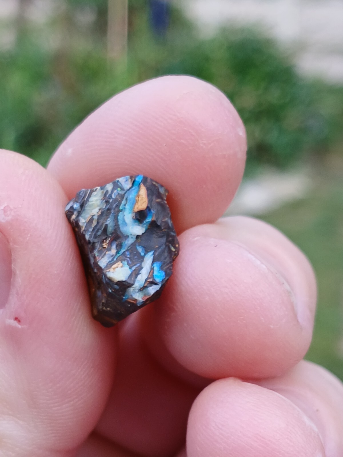 Australia Boulder Opal Koroit R313 Specimen 11 Carat Blue Green