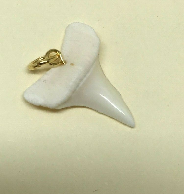 Real Shark Teeth Shiny Pendants