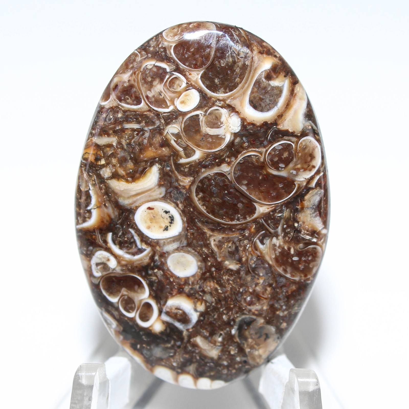 32.60 Ct. AA Turritella Agate Oval Cabochon Loose Gemstone 37x25x4 mm