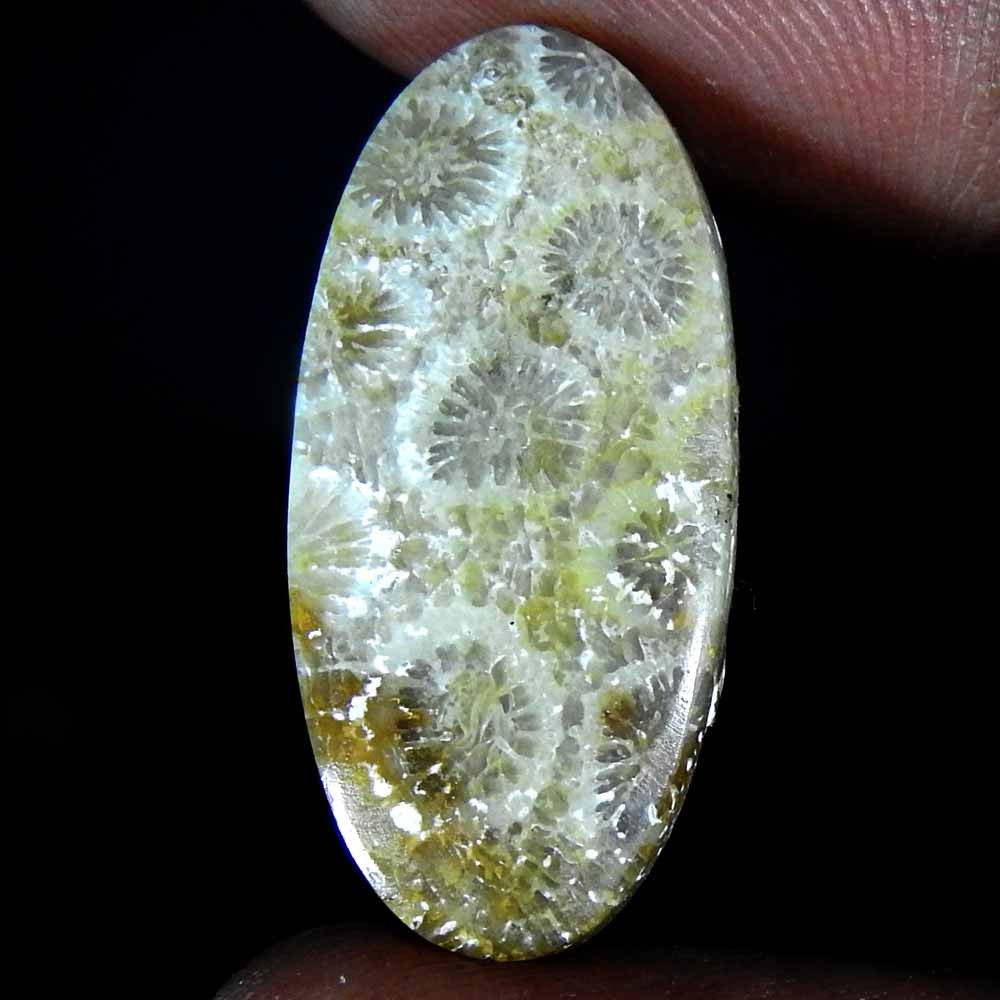 Natural Coral Fossil Pear Cabochon Rare Gemstone 16.15 Ct 26x12x5 mm