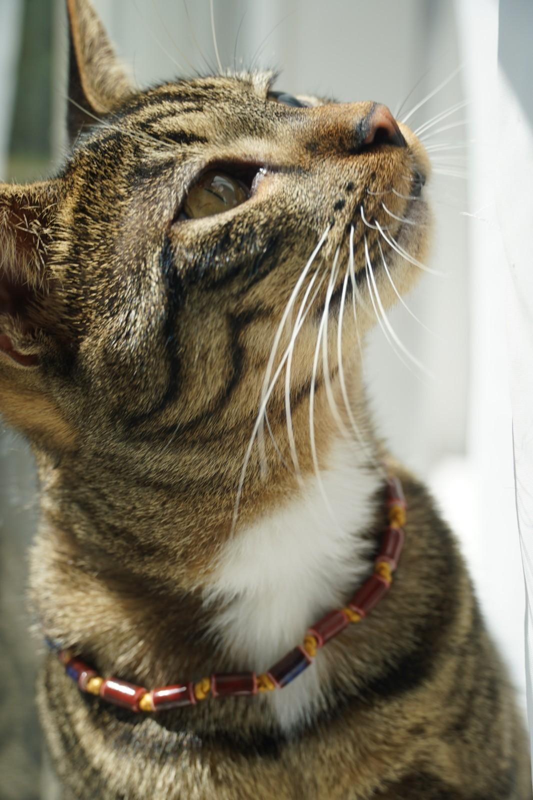 Burnt Red Glass Tube Beaded Cord 11″ Necklace For Cats or Small Dogs