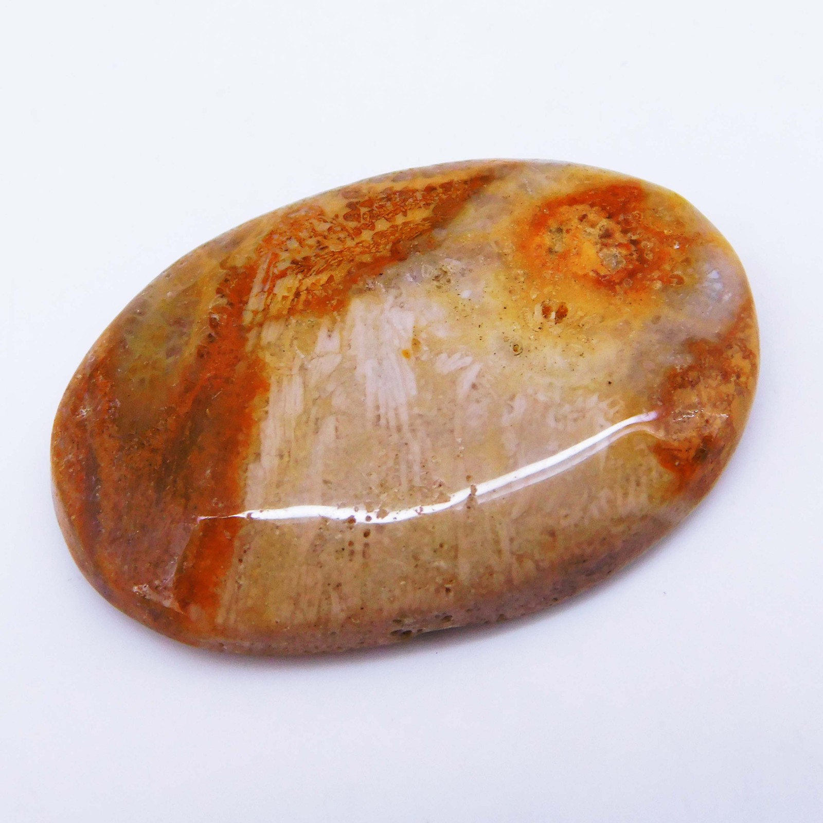 40.55 Ct Natural Fossil Coral Certified Untreated Loose Gemstone