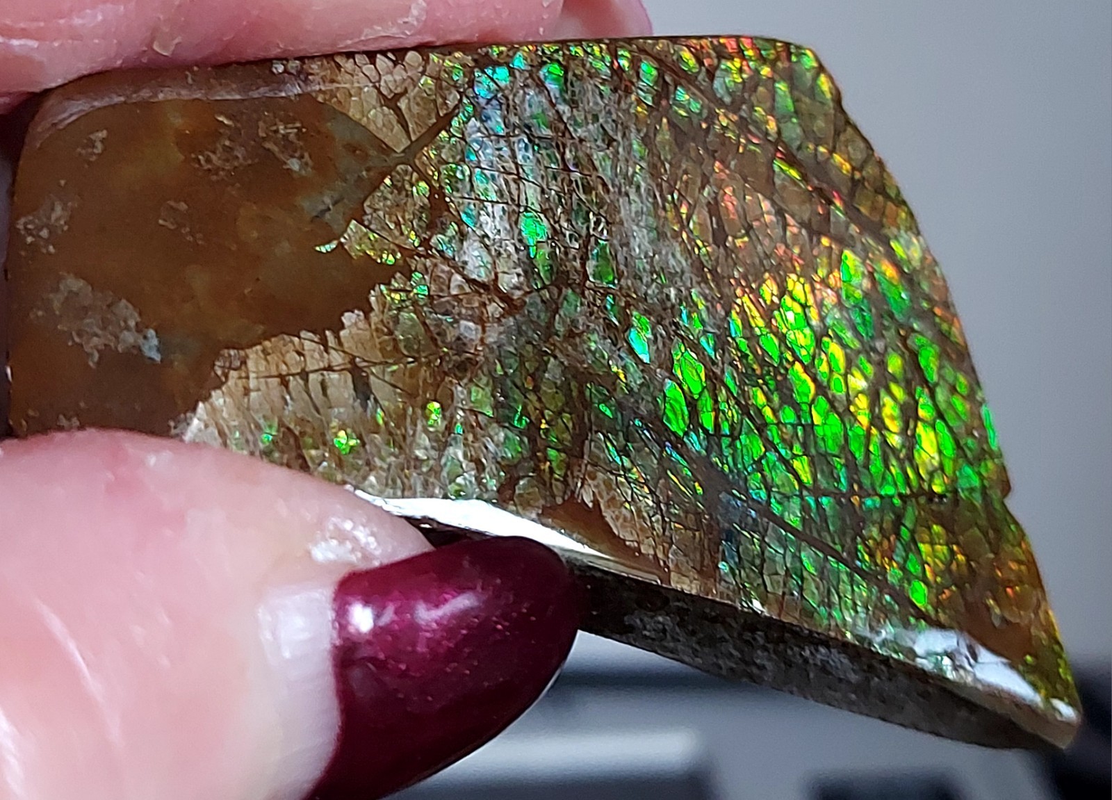 Ammolite Ammonite tabletop Display Piece 57.5x38x10.2mm 19232