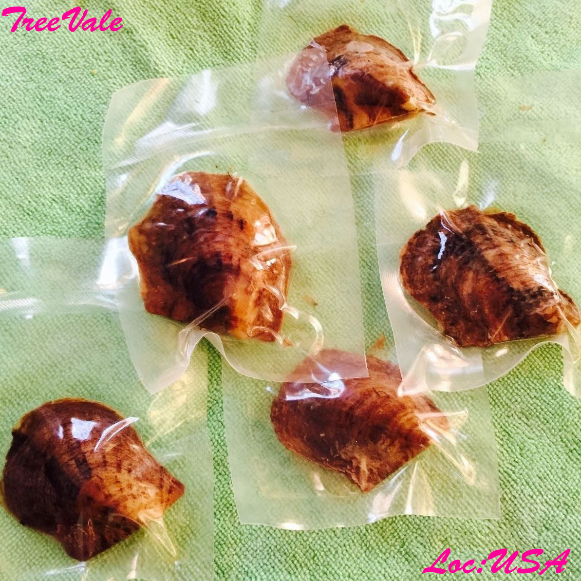 Five Individually Wrapped Akoya Oysters with Large Pearls