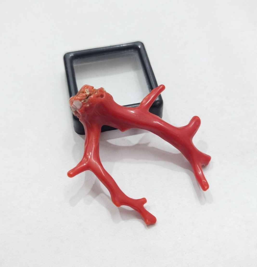 26 CRT Italian Red Coral Tree Branch, Mediterranean Sea Red Coral Well Polished