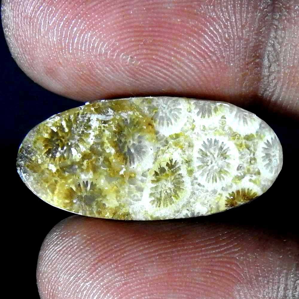 Natural Coral Fossil Pear Cabochon Rare Gemstone 16.15 Ct 26x12x5 mm