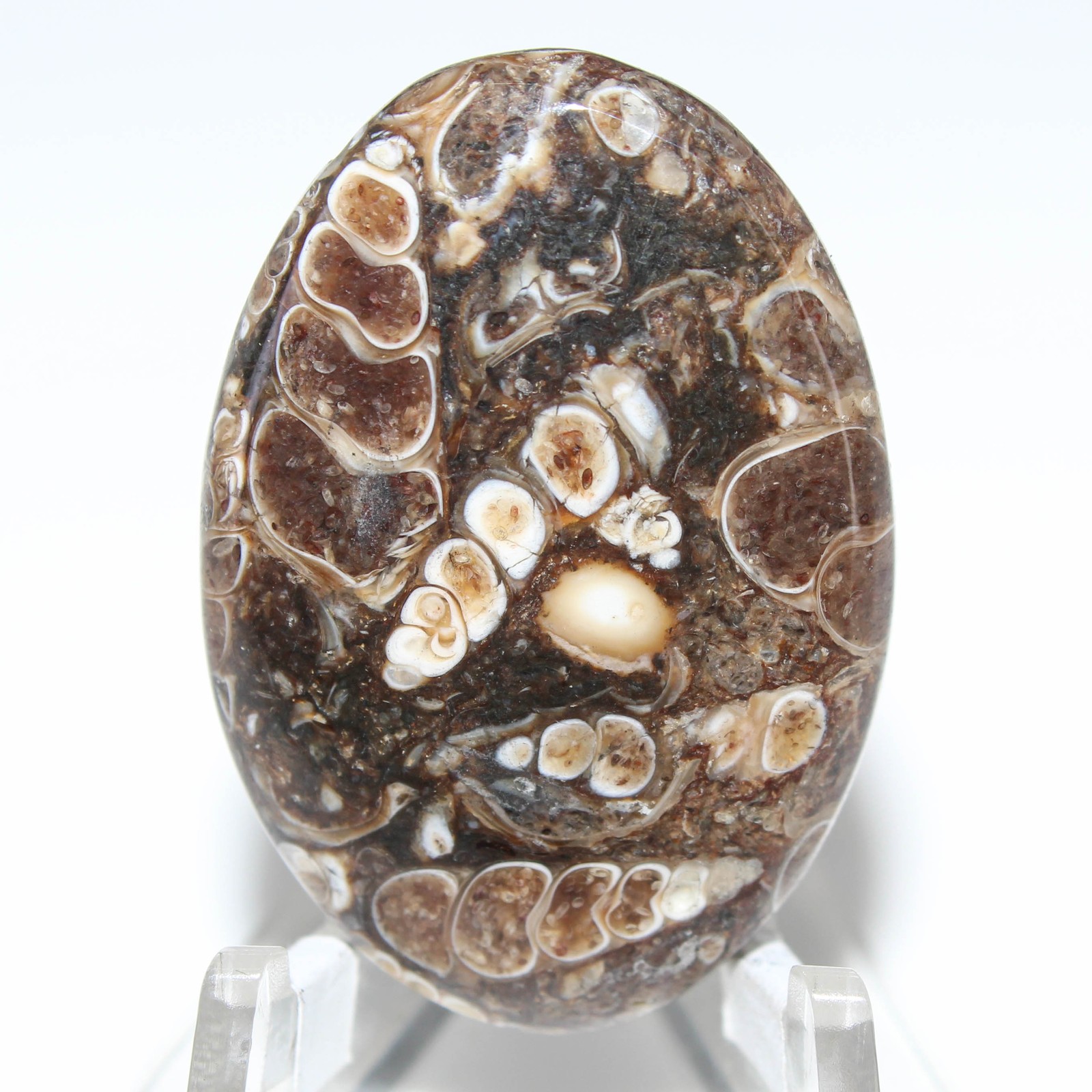 43.50 Ct. Top Turritella Agate Oval Cabochon Loose Gemstone 36x25x5 mm