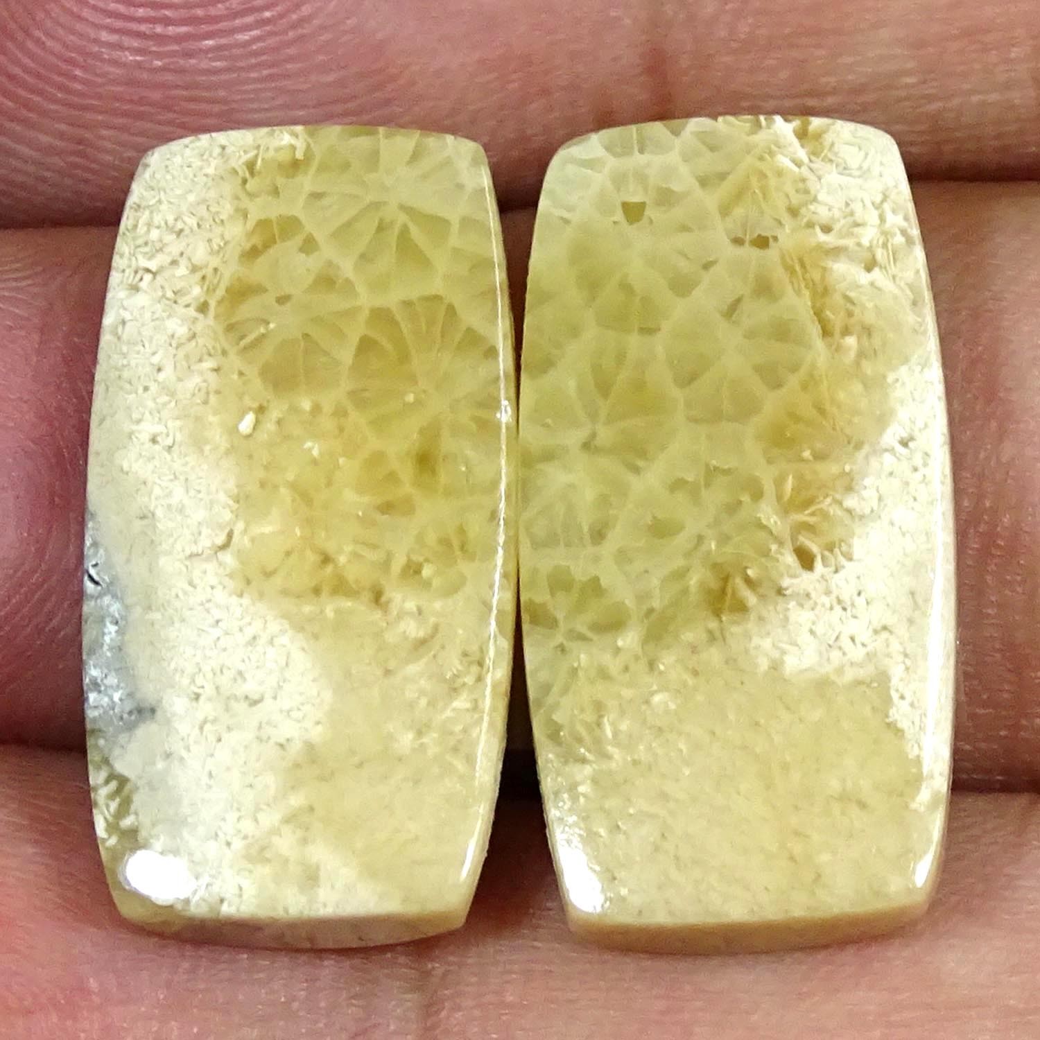 30.80Cts Natural Fossilized Coral Pair Cushion Cabochon Gemstone 13X25X4MM
