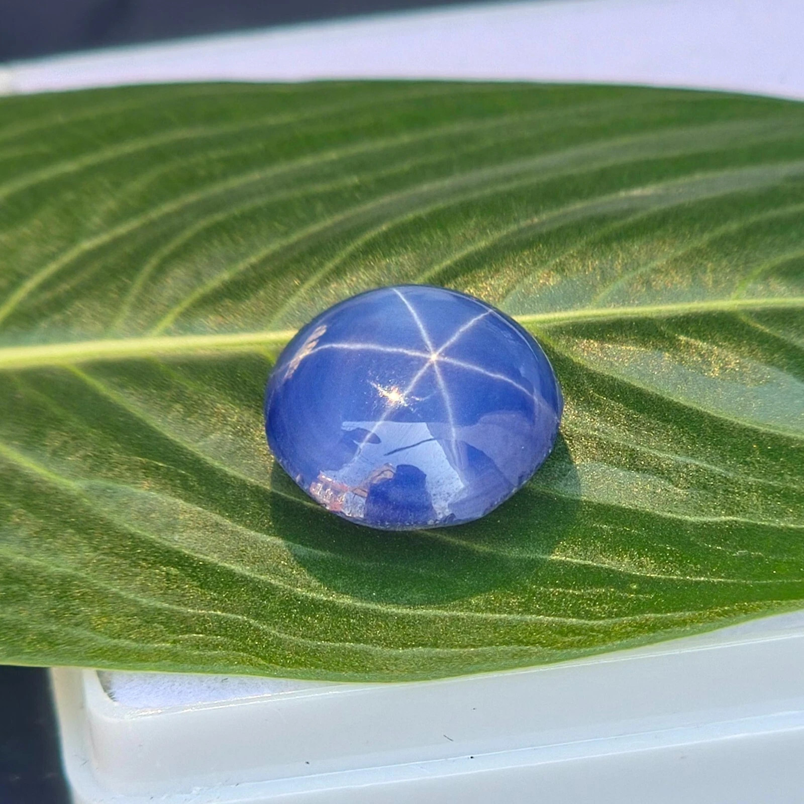 6 Ray GIE Certified Natural Star Sapphire 6.90 Ct Loose Gemstone Round cabochon