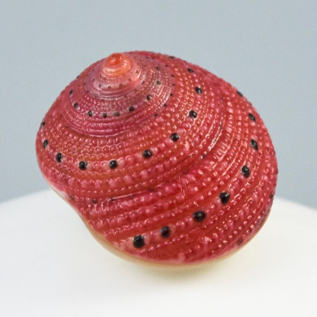 Rare Strawberry Top Shell Cabochon Red Clanculus puniceus | Jewelry Design 1.72g