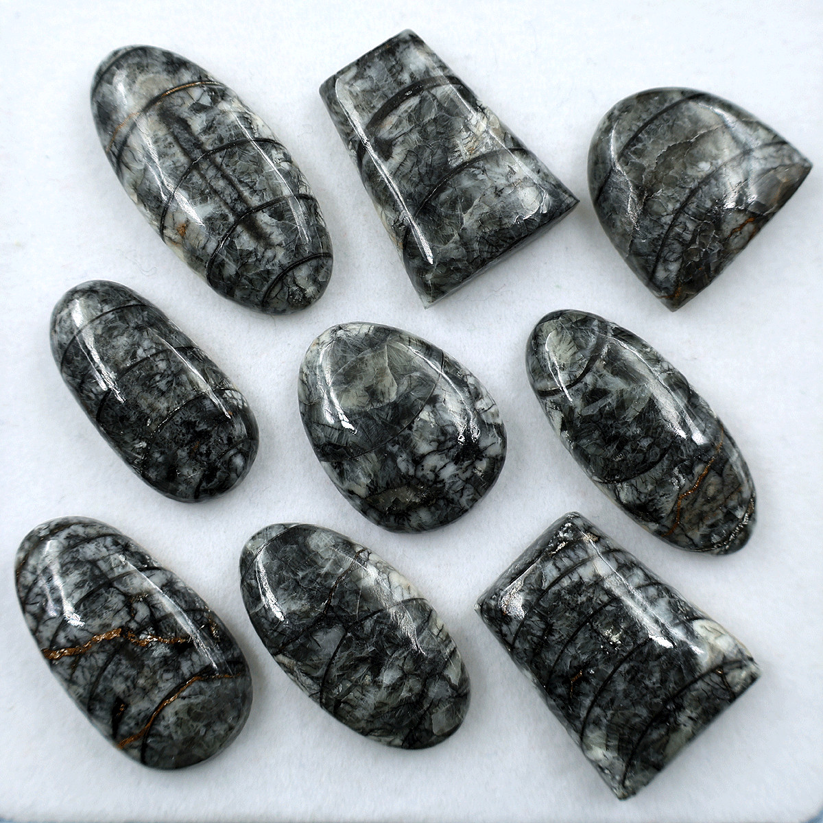 9 PC Natural Orthoceras Fossil Cabochon 19.5mm-32.4mm High Quality Gemstones Lot