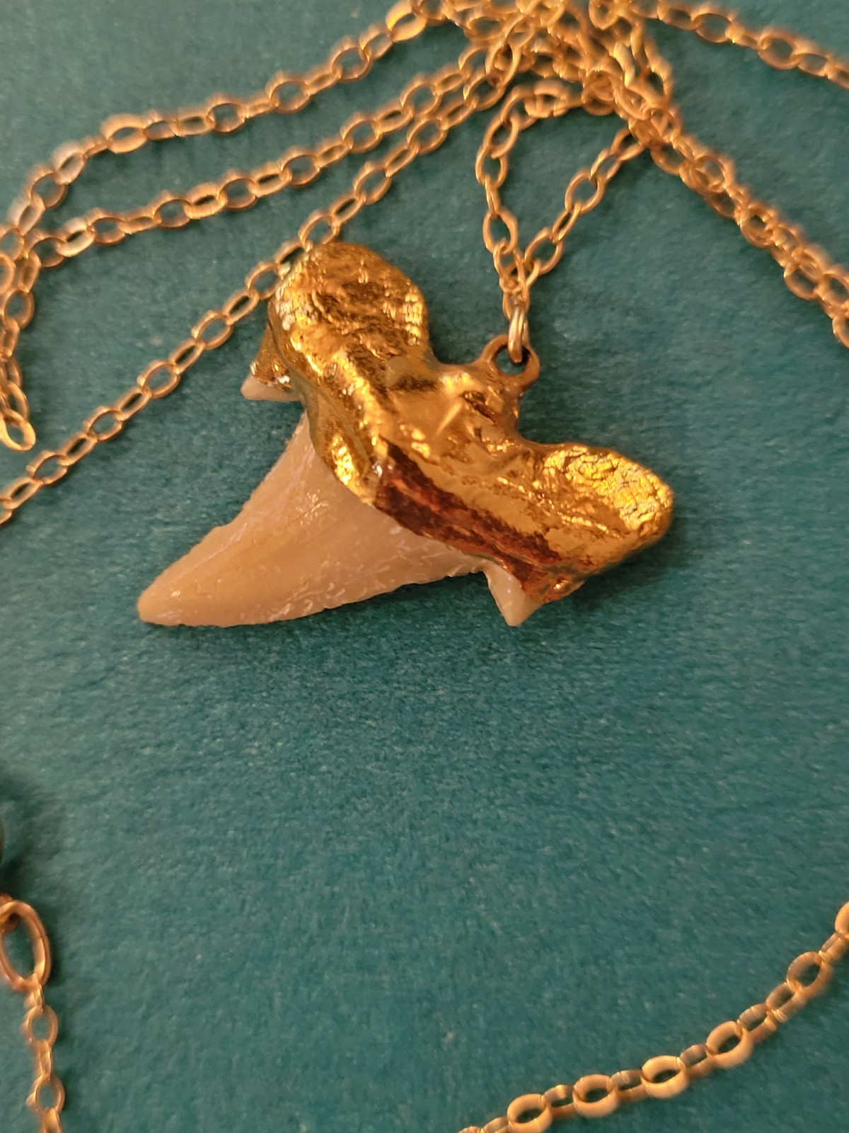 1/20 14K Yellow Gold Filled Necklace With a Genuine Shark Tooth Pendant