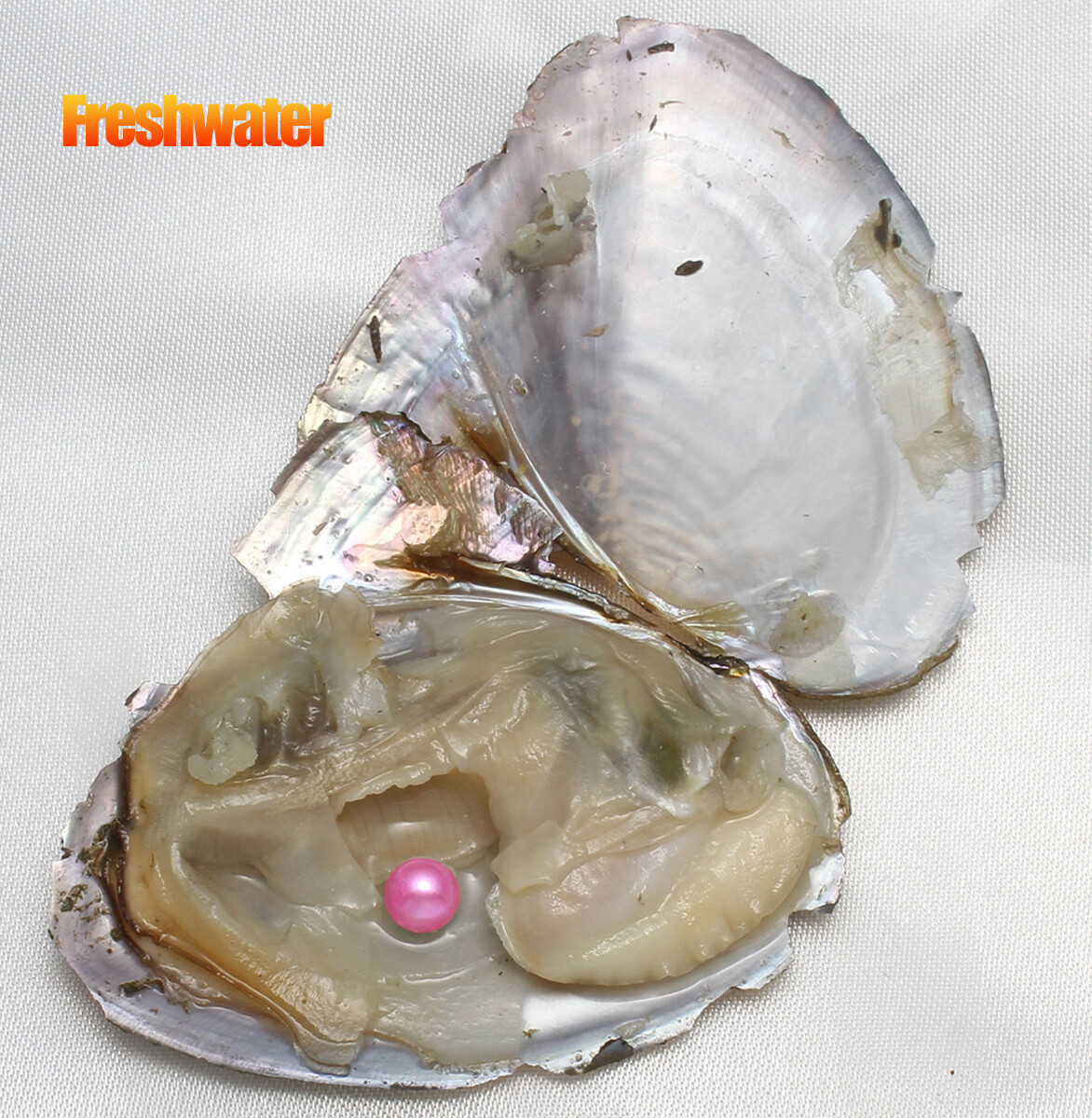 10-50pcs Individually Wrapped Oysters with Pearl Holiday Gift Birthday Wish 8 MM